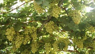  -                    ѡ        