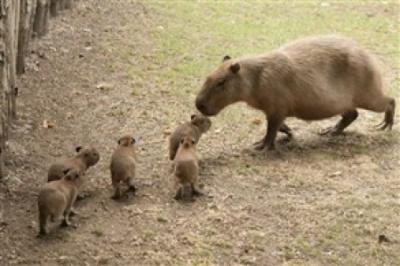  -                        .  ..